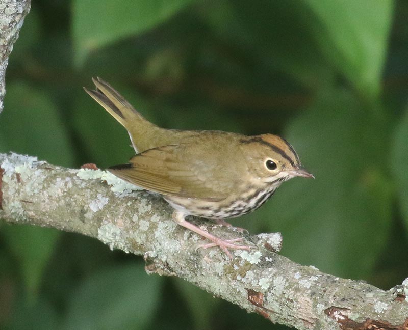 Mystery bird to be identified