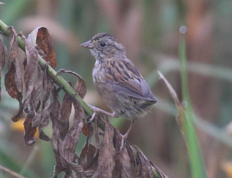 Mystery bird to be identified