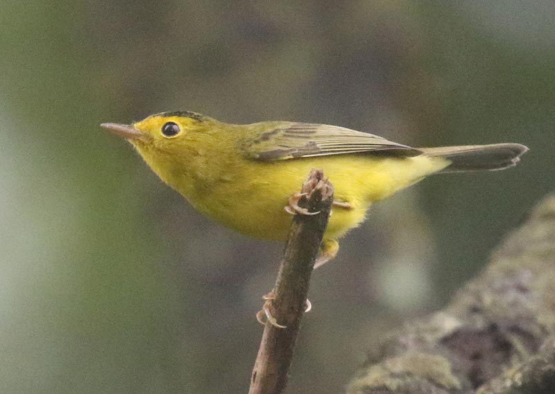 Mystery bird to be identified