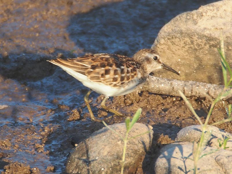 Mystery bird to be identified