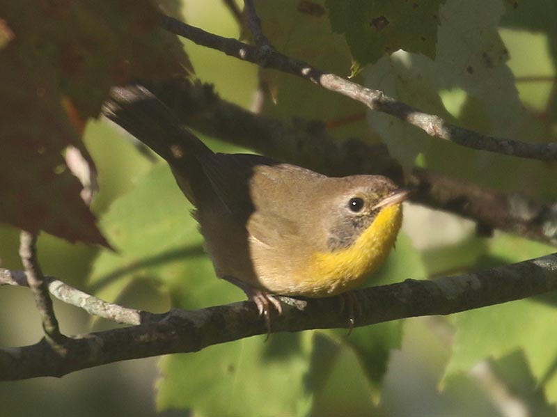 Mystery bird to be identified