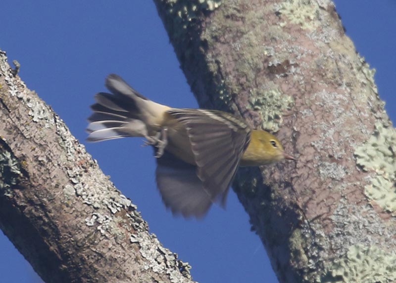 Mystery bird to be identified