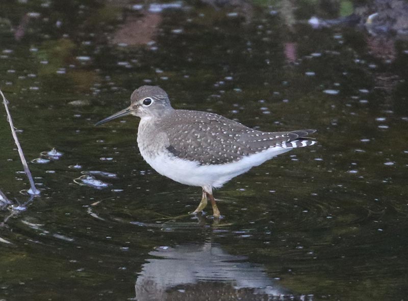 Mystery bird to be identified