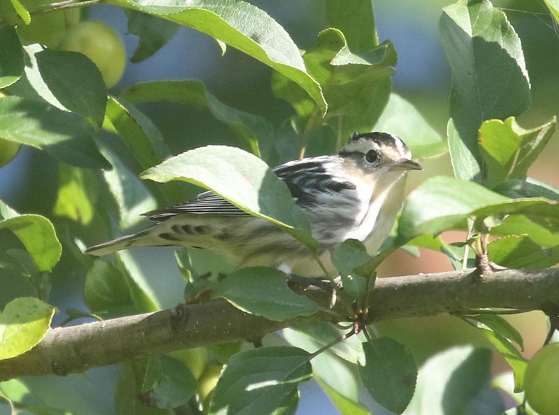 Mystery bird to be identified
