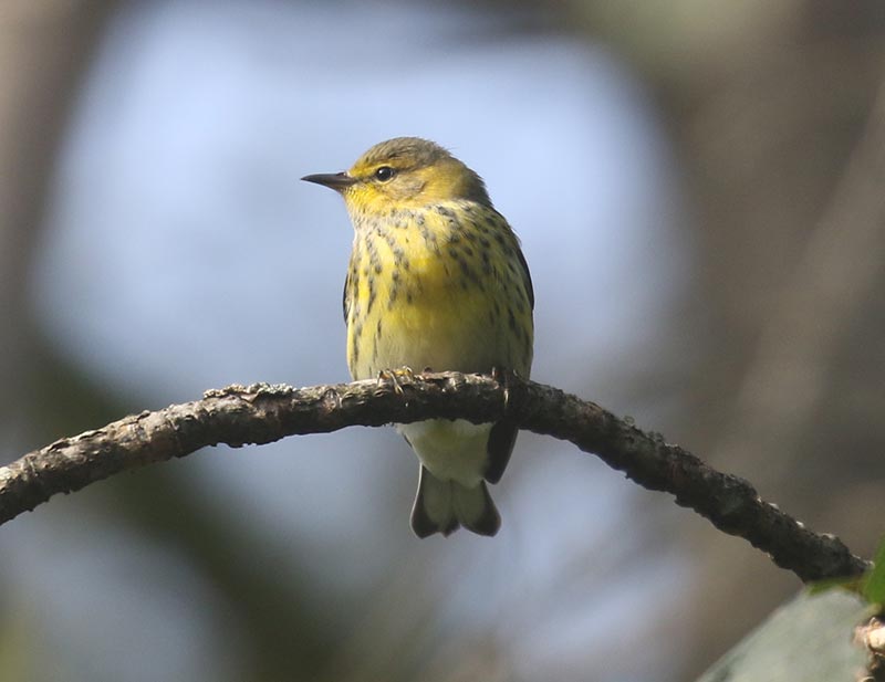 Mystery bird to be identified