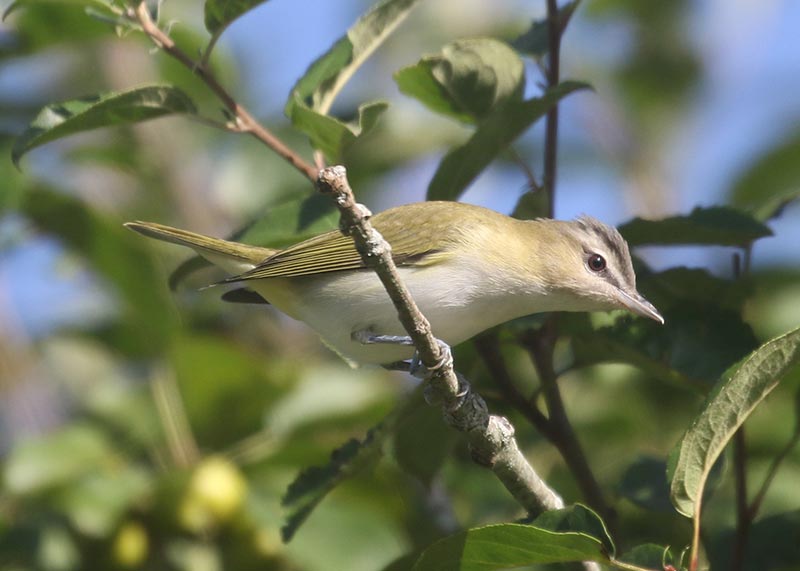 Mystery bird to be identified