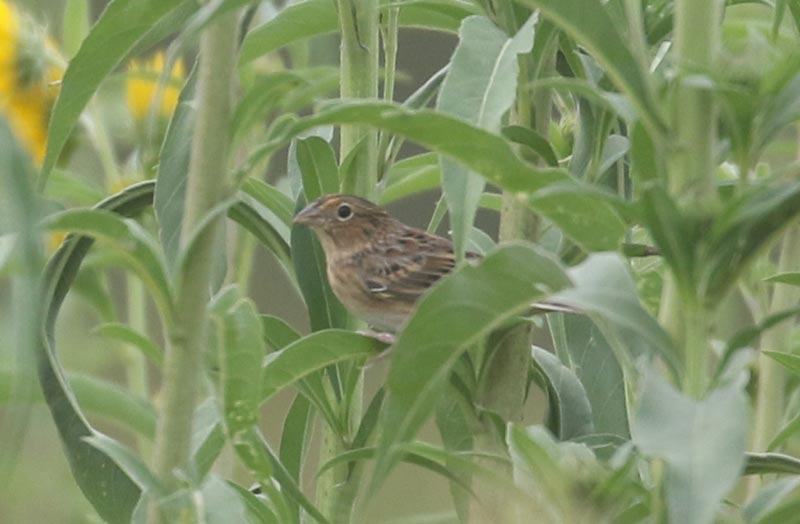 Mystery bird to be identified
