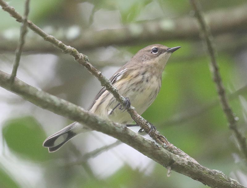 Mystery bird to be identified