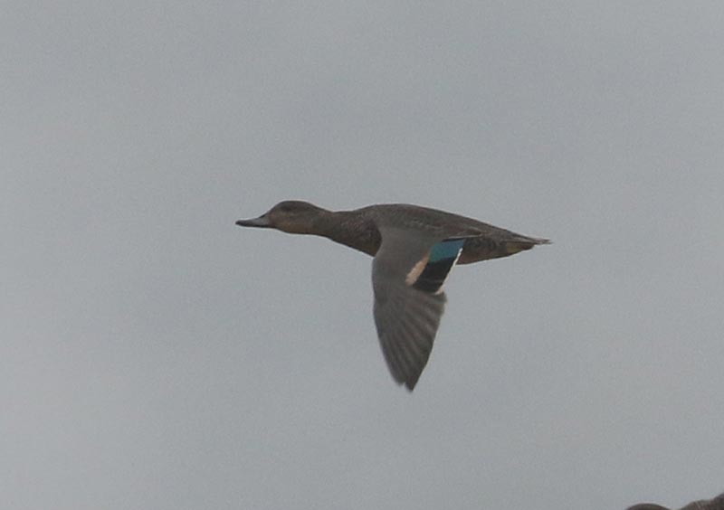 Mystery bird to be identified