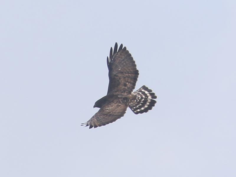 Mystery bird to be identified