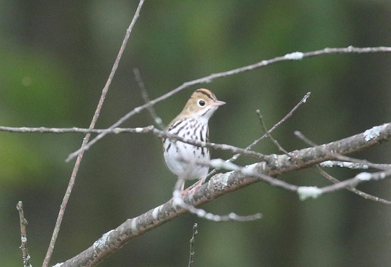 Mystery bird to be identified