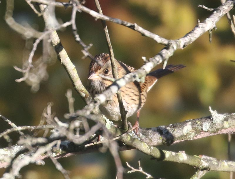 Mystery bird to be identified