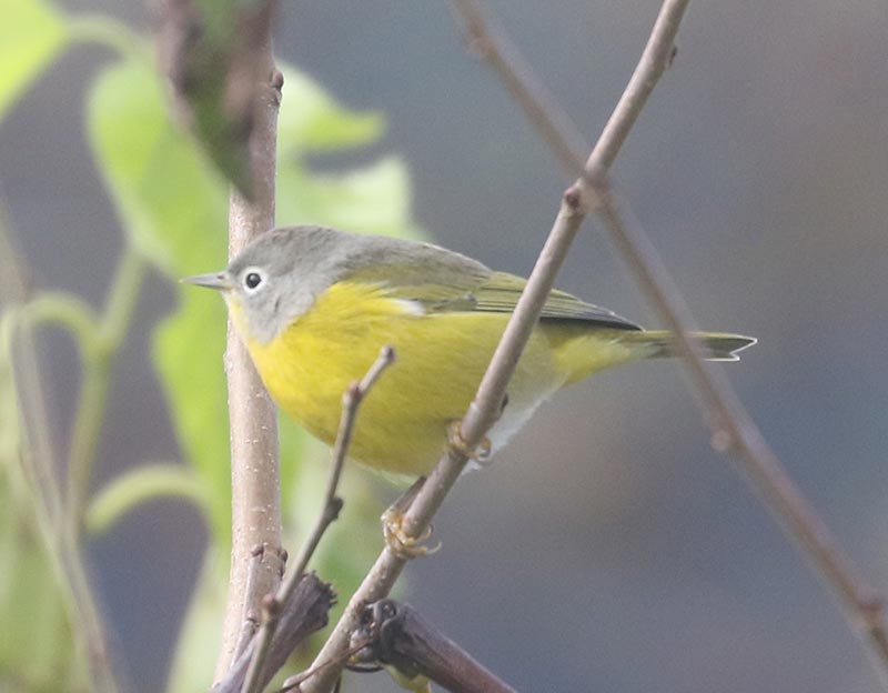 Mystery bird to be identified