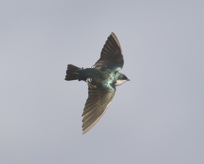 Mystery bird to be identified