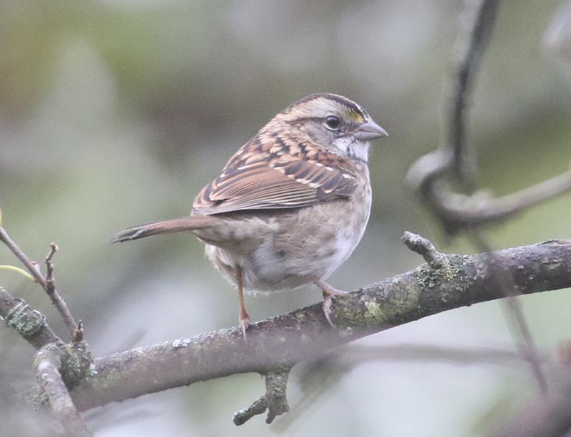 Mystery bird to be identified