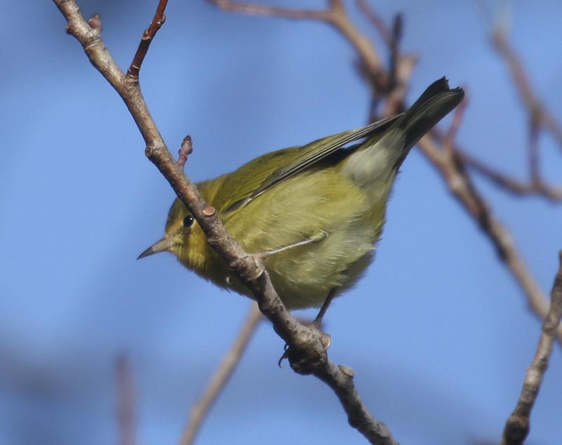 Mystery bird to be identified