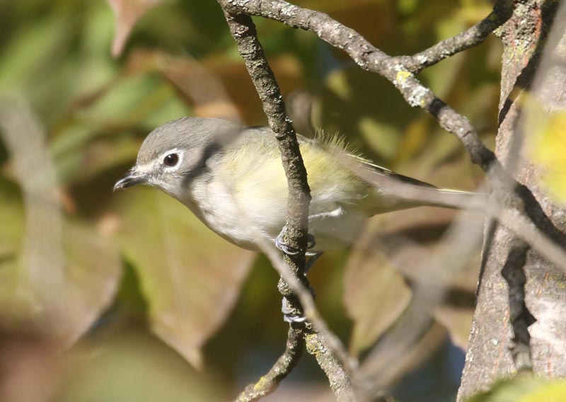 Mystery bird to be identified