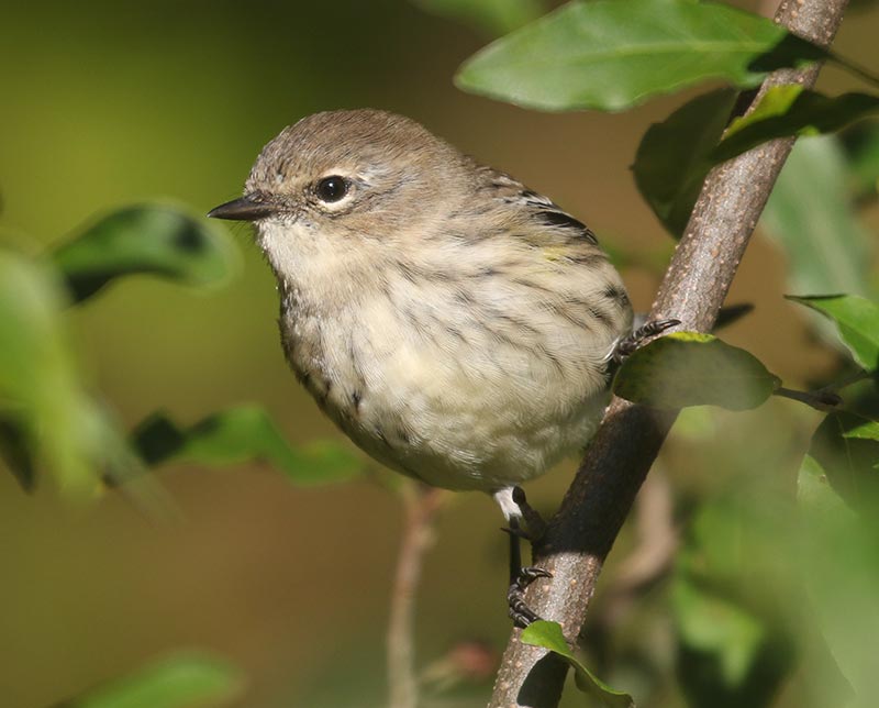 Mystery bird to be identified