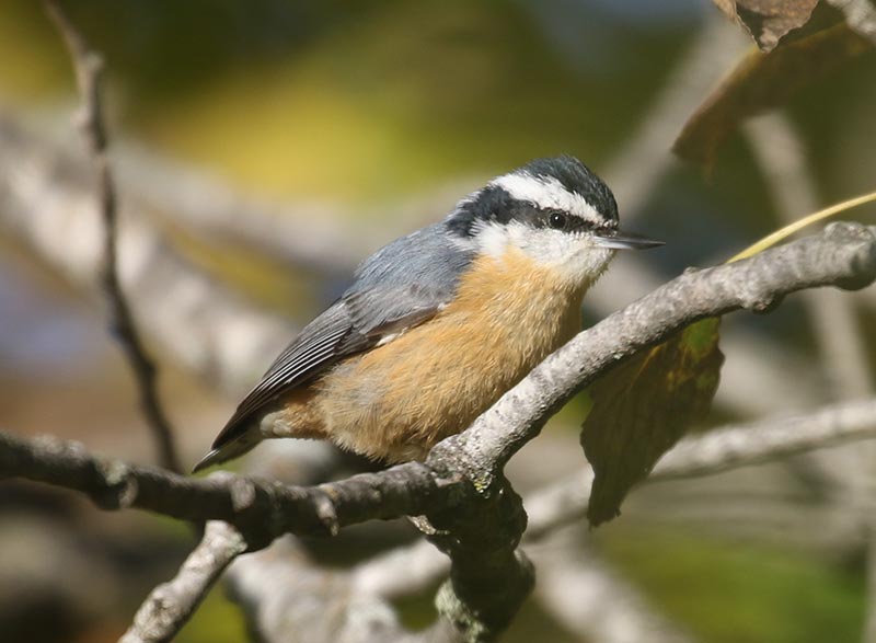Mystery bird to be identified