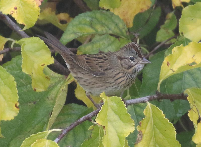 Mystery bird to be identified