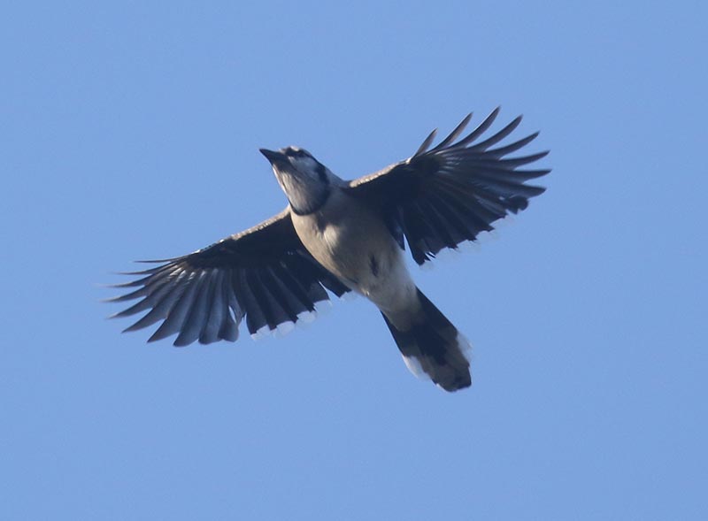 Mystery bird to be identified