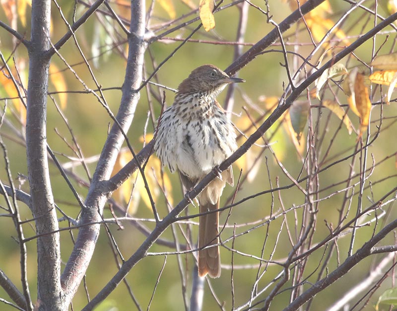 Mystery bird to be identified