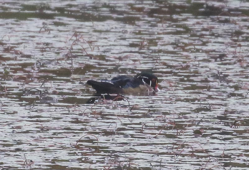 Mystery bird to be identified