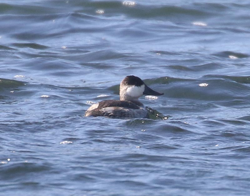 Mystery bird to be identified
