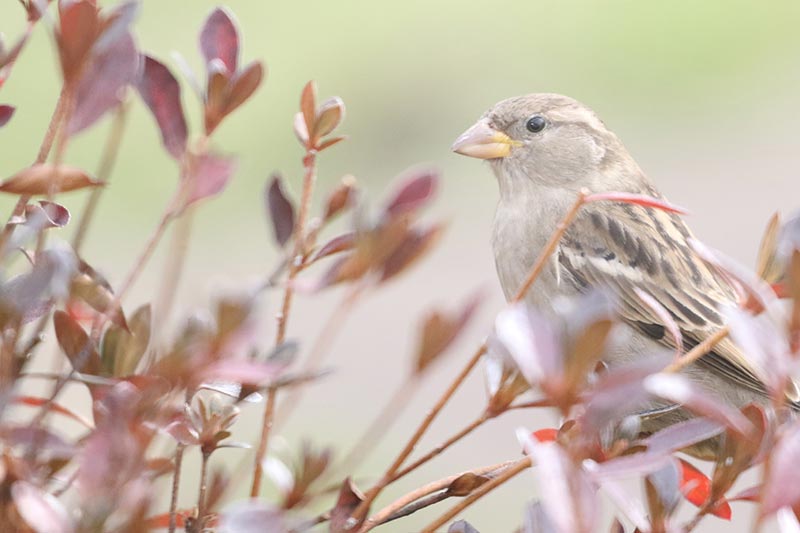 Mystery bird to be identified