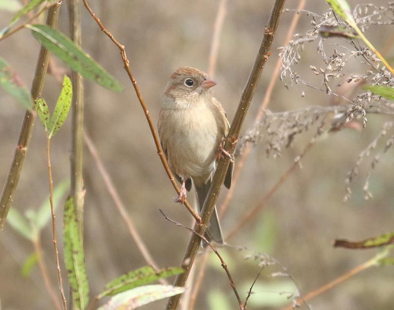 Mystery bird to be identified