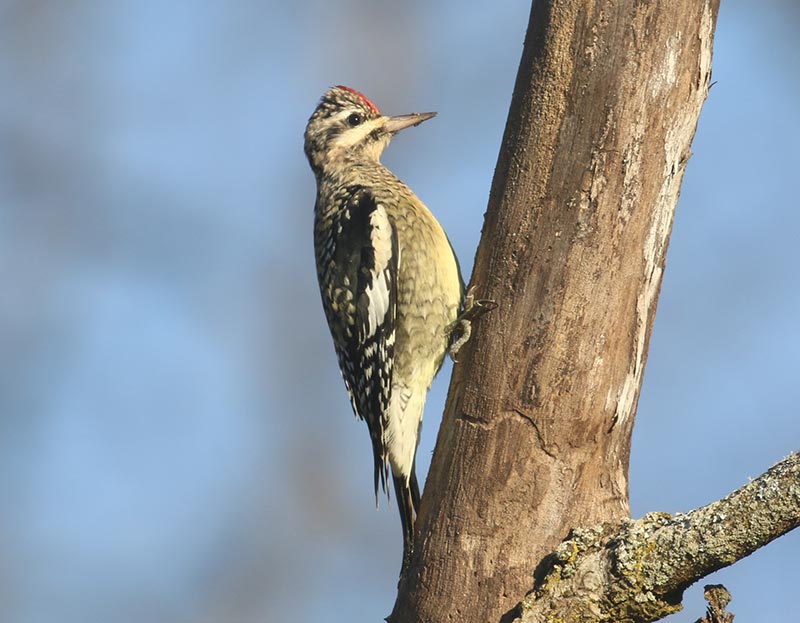 Mystery bird to be identified