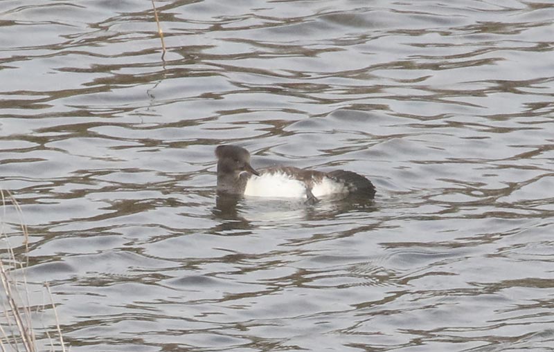 Mystery bird to be identified