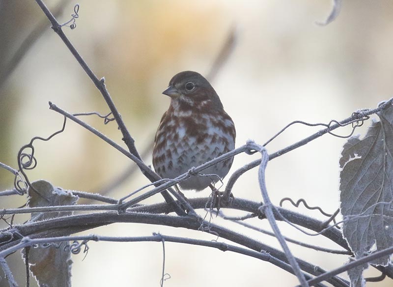 Mystery bird to be identified