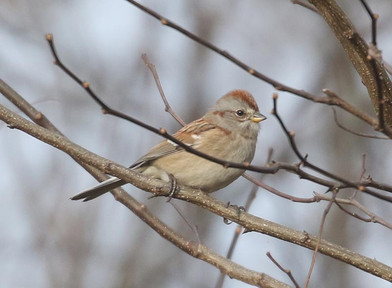 Mystery bird to be identified