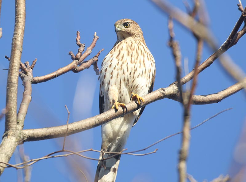 Mystery bird to be identified