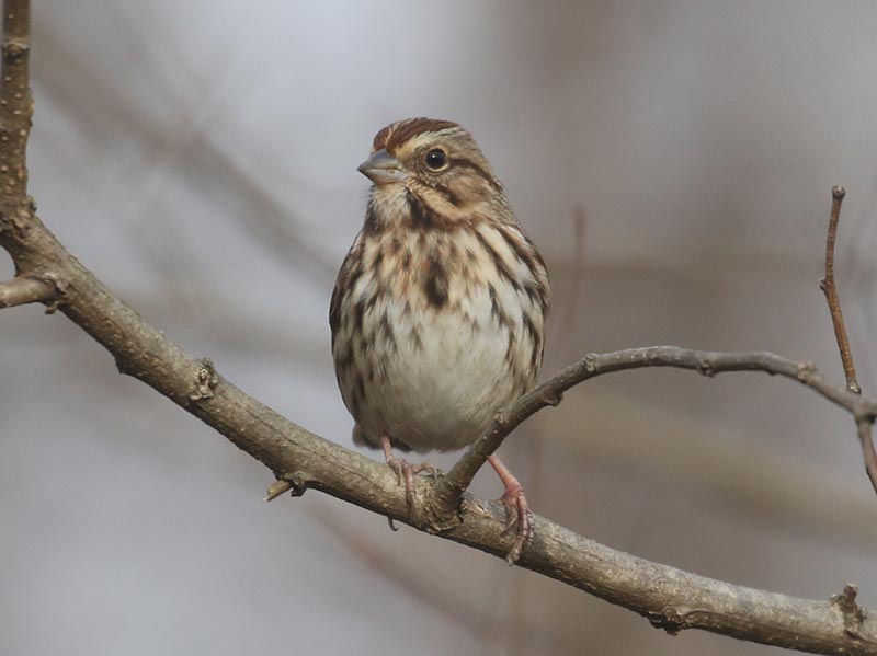 Mystery bird to be identified