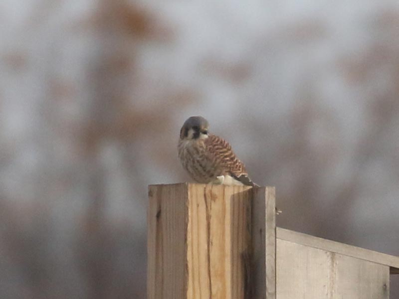 Mystery bird to be identified