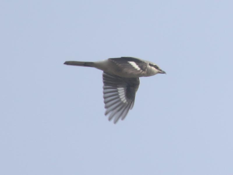 Mystery bird to be identified