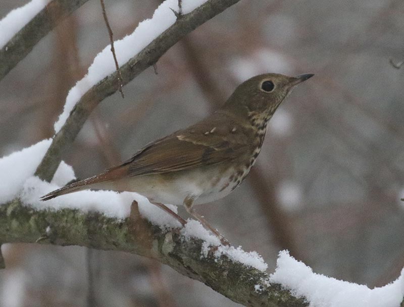 Mystery bird to be identified