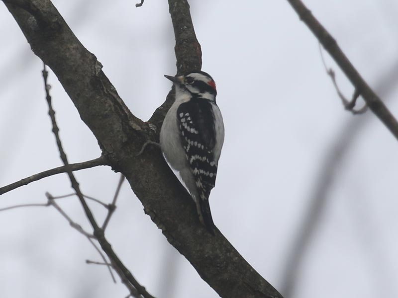 Mystery bird to be identified
