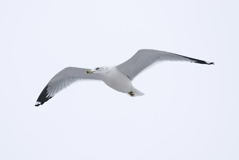 Mystery bird to be identified