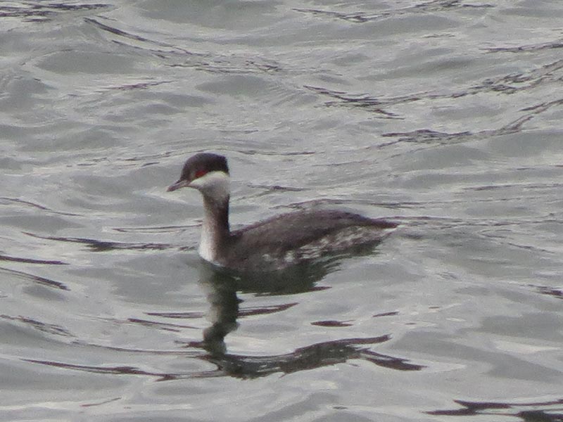 Mystery bird to be identified