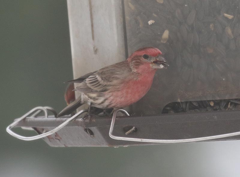 Mystery bird to be identified
