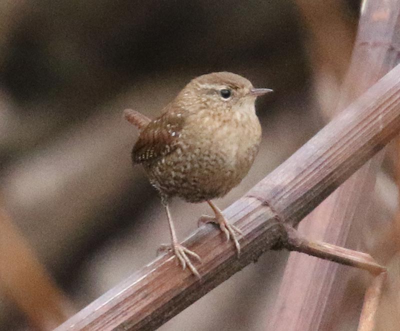 Mystery bird to be identified