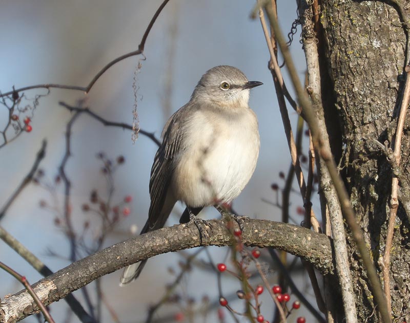 Mystery bird to be identified