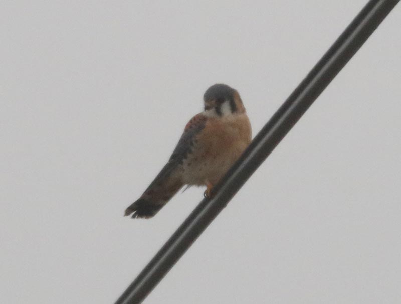 Mystery bird to be identified