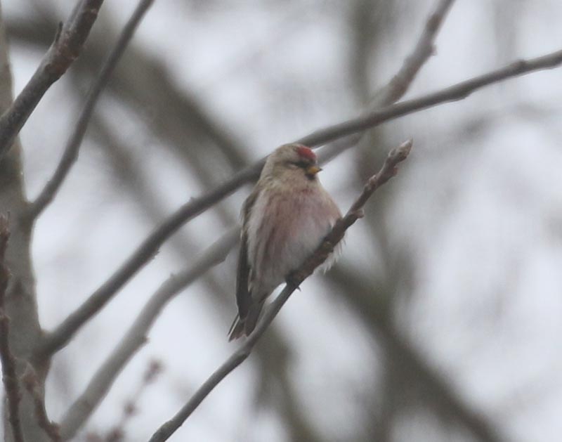 Mystery bird to be identified