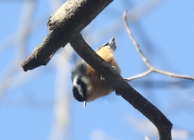 Mystery bird to be identified