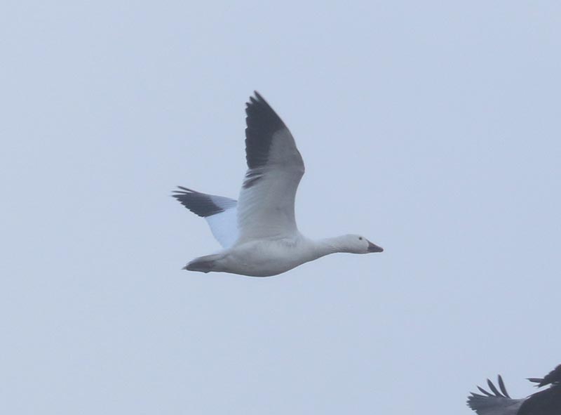 Mystery bird to be identified