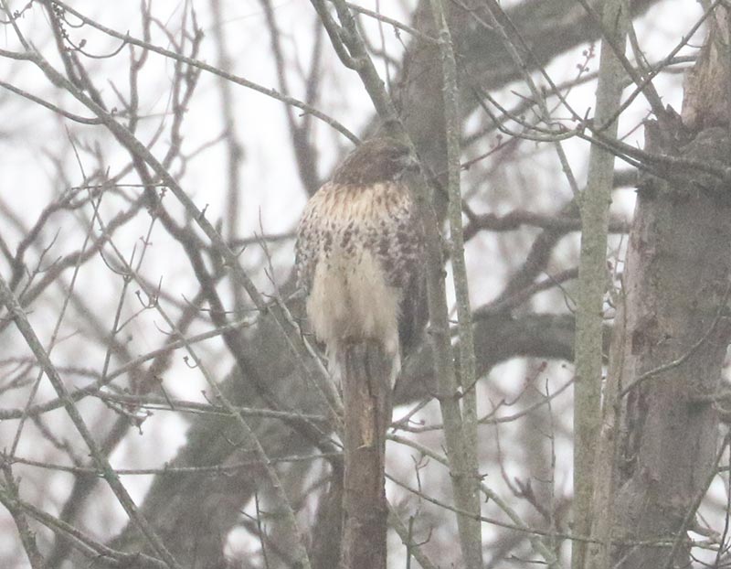 Mystery bird to be identified